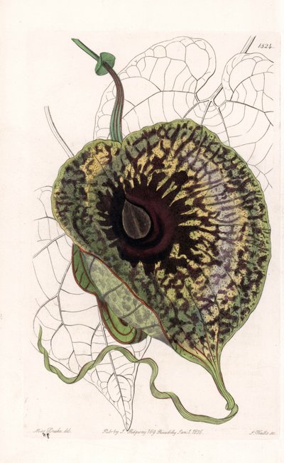Aristoloche Variete - イギリスのSydenham Edwards (1768-1819)のBotanical Registerに掲載されているSarah Anne Drake (1803-1857)のイラストをS.Wattsがエングレーヴィングしたもの。 作： Sydenham Teast Edwards