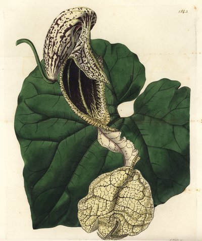 アリストロキア・ヴァリエット（Aristolochia variete）：ボートフラワー・バースワート（Aristolochia cymbifera）。Sydenham Edwards