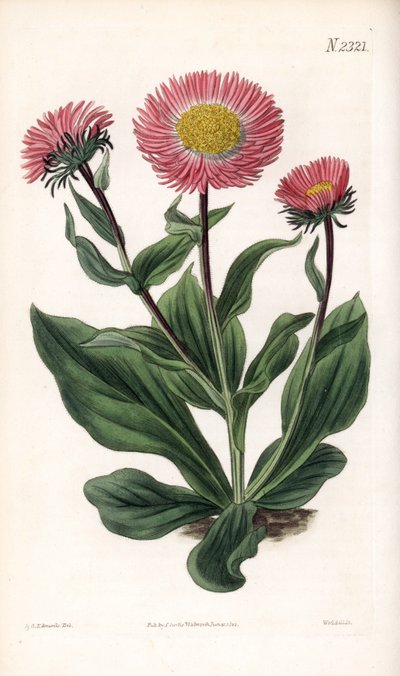 Aster Variete - コーカサス地方原産の細やかな光線を放つスターワート、Aster alwartensis。ロンドンのSamuel Curtis