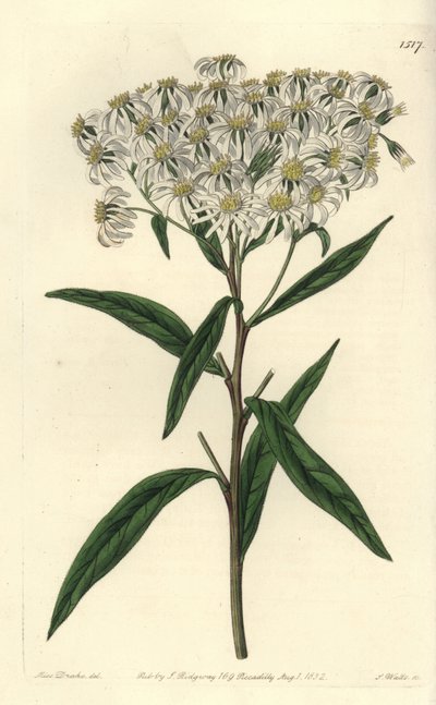 Aster a umbellata - フラットトップアスター、Doellingeria umbellata（アーモンドリーヴド・アスター、Aster amygdalinus）。Sydenham Edwards