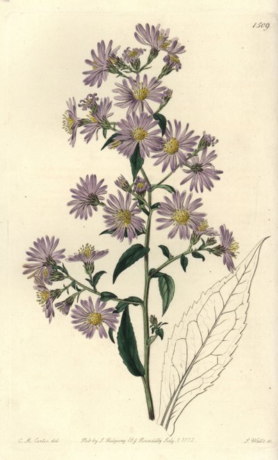 Aster variete - Panicled aster, Symphyotrichum lanceolatum (Pallid aster, Aster pallens).Sydenham Edwards