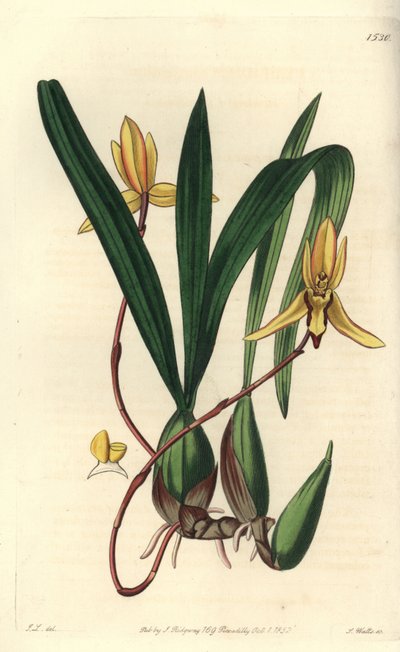 オーストラリアの着生ランの変種 - Brasiliorchis marginata orchid (Red-edged cymbidium orchid, Cymbidium marginatum)。Sydenham Edwards