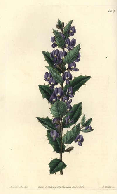 Australian hovea shrub variete - Hovea chorizemifolia (Chorozemma-leaved hovea, Hovea chorozemaefolia).Sydenham Edwards