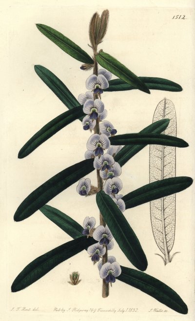 オーストラリアのホベアの低木品種 - シャギーホベア, Hovea villosa.Sydenham Edwards