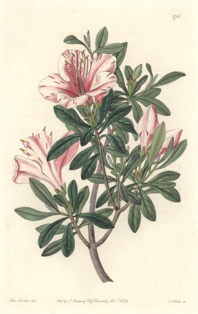 花屋のアザレ-S.Watts Strong Water、Sarah Anne Drake（1803-1857）のイラストより（Botanical Registerより 作： Sydenham Teast Edwards