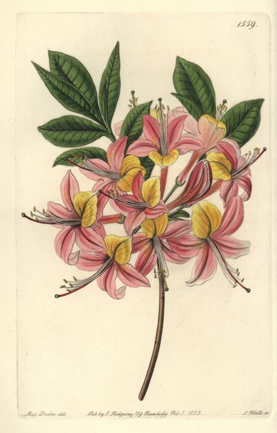 Azalee pontic yellow - 黄色いツツジ、Rhododendron luteum（変化するポンティックツツジ、Azalea pontica versicolor）。Sydenham Edwards