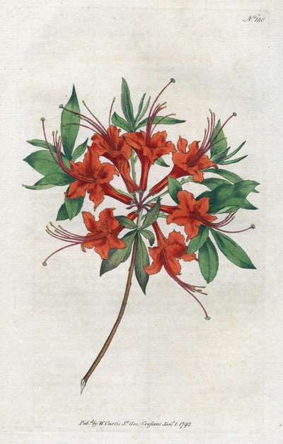 裸の花をつけたアザリー（Rhododendron periclymenoides） - Sydenham Edwards（1768-1819）によるリトグラフ、William Curtis（1746-1799）によるBotanical Magazineからのプレート。 作： Sydenham Teast Edwards