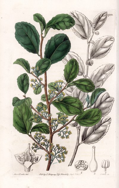 Azara Variete - イギリスのSydenham Edwards (1768-1819)のBotanical Registerに掲載されているSarah Anne Drake (1803-1857)のイラストをS.Wattsがエングレーヴィングしたもの。 作： Sydenham Teast Edwards