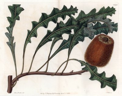 Banksia gardneri, Australian Oiginary - イギリスのSydenham Edwards (1768-1819)のBotanical Registerに掲載されているSarah Anne Drake (1803-1857)のイラストをS.Wattsがエングレーヴィングしたもの。 作： Sydenham Teast Edwards