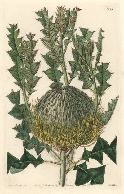 オーストラリア原産のBanksia speciosa - S. Watts strong water、Sarah Anne Drake（1803-1857）のイラストより、Botanical Registerより。 作： Sydenham Teast Edwards