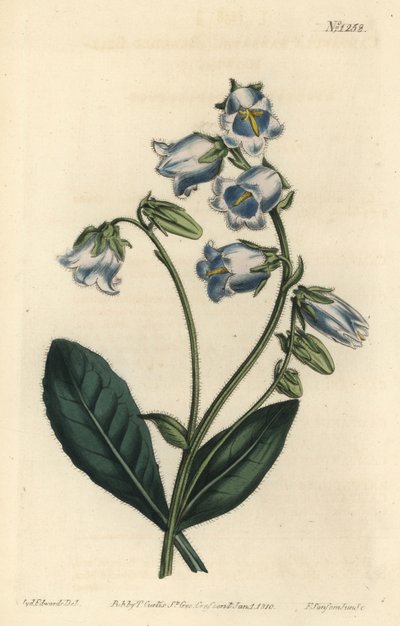 Barbue - Bearded bellflower, Campanula barbata - William Curtis