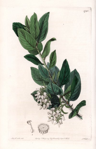 ベアグレープ（カリフォルニア原産） - イギリスのSydenham Edwards（1768-1819）のBotanical Registerに掲載されているSarah Anne Drake（1803-1857）のイラストをS.Wattsがエングレーヴィングしたもの。 作： Sydenham Teast Edwards