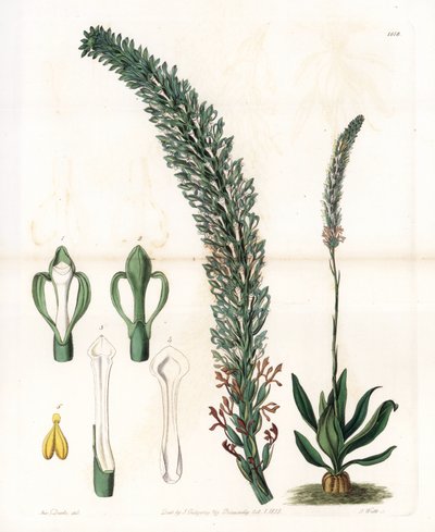 Belle sauroglossum - イギリスのSydenham Edwards（1768-1819）のBotanical Registerに掲載されているSarah Anne Drake（1803-1857）のイラストをS.Wattsがエングレービングしたプレート。 作： Sydenham Teast Edwards