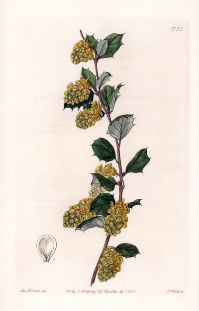 Berberis - イギリスのSydenham Edwards（1768-1819）のBotanical Registerに掲載されているSarah Anne Drake（1803-1857）のイラストをS.Wattsがエングレービングしたプレート。 作： Sydenham Teast Edwards