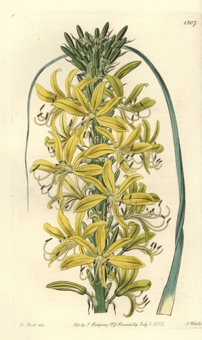 Berry Asphodele - Asphodeline lutea (Siberian yellow asphodel, Asphodelus luteus var. sibiricus).Sydenham Edwards