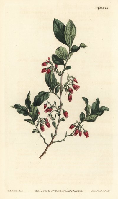 ブラックハックルベリー（Gaylussacia baccata） - William Curtis