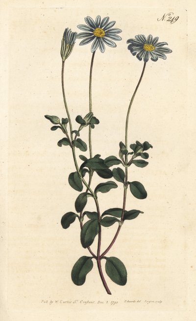 Blue Package, Felicie, Cape Margarita or Cape Aster - Blue daisy, Felicia amelloides (Blue-flowered cineraria or Cape aster, Cineraria amelloides) - Sydenham Edwards rom William Curtisのイラストの後にSansomが描いた手彩色の銅版画。 作： Sydenham Teast Edwards