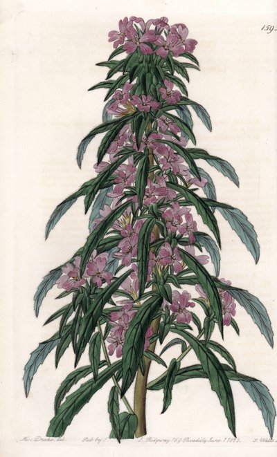Boisduvalia variete, dense-flowered epilobe - イギリス、Sydenham Edwards (1768-1819)のBotanical Registerに掲載されたSarah Anne Drake (1803-1857)のイラストをS.Wattsがエングレーブしたもの。 作： Sydenham Teast Edwards