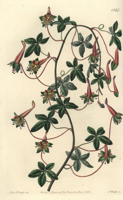 ボリビアのカプチーノ - 5葉のトロパオルーム（Tropaeoleum pentaphyllum）。Sydenham Edwards
