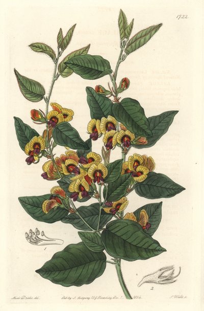 Bossiaea a grade flowers, Australian originanire - S. Watts strong water from an illustration by Sarah Anne Drake (1803-1857), from Botanical Register 作： Sydenham Teast Edwards