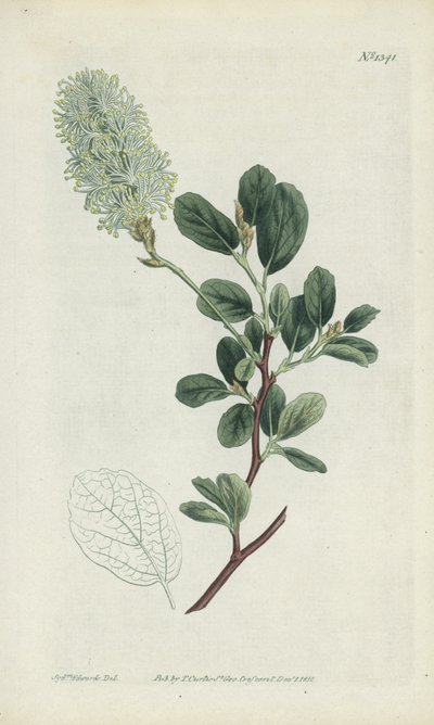 植物彫刻 作： Sydenham Teast Edwards