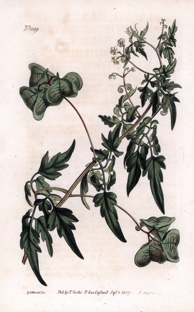 植物学：心臓精子または心臓豆。滑らかなハートシードや風船植物、Cardiospermum halicacabum。ロンドンのWilliam Curtis