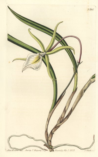 Brassavola perrinii（ペリンのブラサボラ、ブラサボラ・ペリニー）。Sydenham Edwards