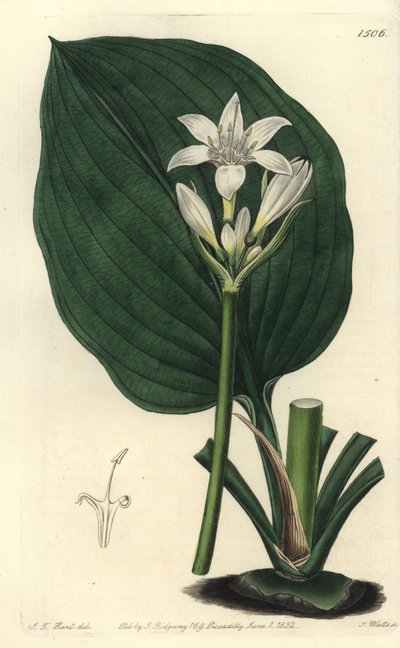ブリスベンユリ、Proiphys cunninghamii（カニンガムさんのユリ科、Eurycles cunninghamii）。Sydenham Edwards