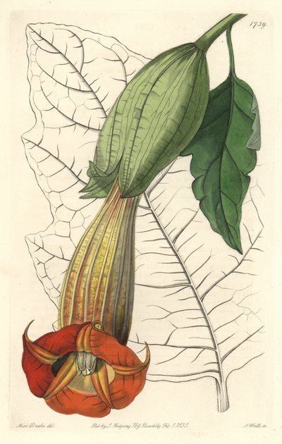 Brugmansia ecarlate or trumpet of angels ecarlate, native of South America - Strong water by S. Watts from an illustration by Sarah Anne Drake (1803-1857), from Botanical Register 作： Sydenham Teast Edwards