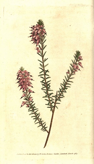 Bruyere carnee, Bruyere color of flesh, Bruyere of the snow or Bruyere of the Alps - Herbaceous heath, Erica herbacea.William Curtis