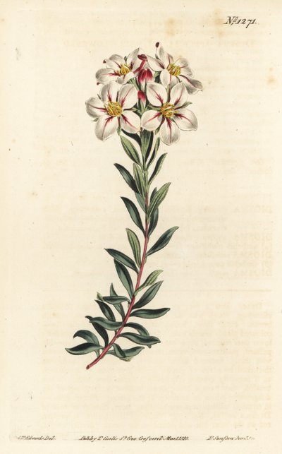 Buchu, Adenandra villosa (Umbel-flowered diosma, Diosma speciosa) - William Curtis
