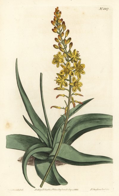 Bulbine variete - Bulbine alooides (Aloe-leaved anthericum, Anthericum alooides).William Curtis
