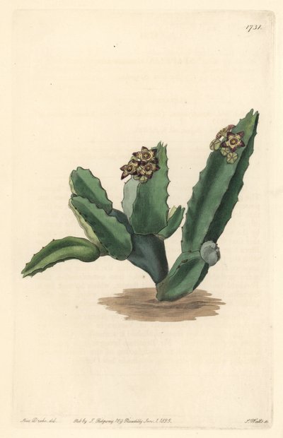シチリア島原産のサボテン（Cactus Caralluma） - Sarah Anne Drake（1803-1857）のイラストからS.Wattsが描いた強い水、Botanical Registerより。 作： Sydenham Teast Edwards