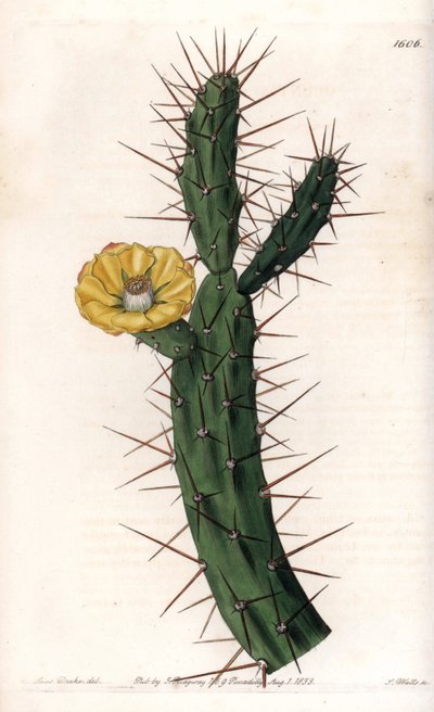 サボテンの関節、ウチワサボテンの変種 - イギリスのSydenham Edwards（1768-1819）のBotanical Registerに掲載されているSarah Anne Drake（1803-1857）のイラストをS.Wattsがエングレーヴィングしたプレート。 作： Sydenham Teast Edwards