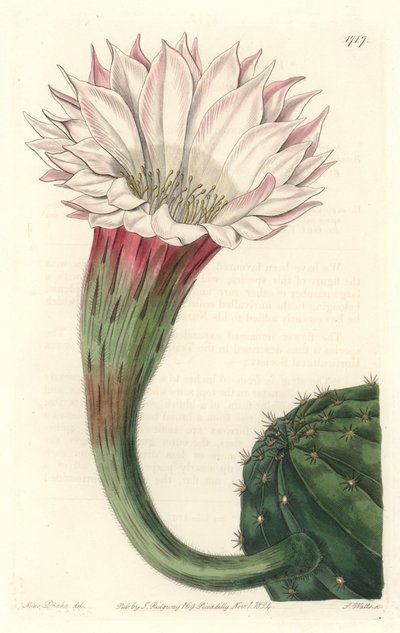ブラジル原産の花を咲かせたサボテン・ウニまたはボール・オブ・モーゼ - Sarah Anne Drake（1803-1857）のイラストからS.Wattsが描いた強い水、Botanical Registerより。 作： Sydenham Teast Edwards