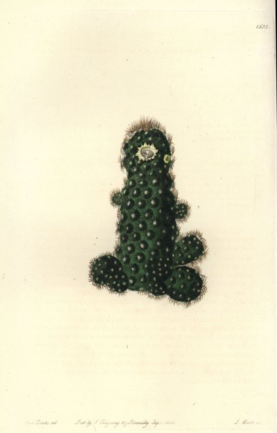 Cactus tenuis (Taper mammillaria, Mammillaria tenuis).Sydenham Edwards