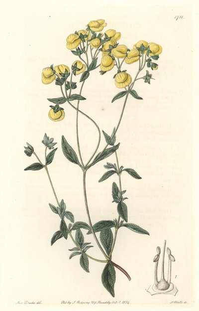 Calceolaire or small slipper or purse of lady, native to Chile - Water forte by S. Watts from an illustration by Sarah Anne Drake (1803-1857), from Botanical Register 作： Sydenham Teast Edwards