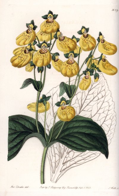 黄色い花を咲かせるCalceolaryまたはsmall slipper - イギリスのSydenham Edwards（1768-1819）のBotanical Registerに掲載されているSarah Anne Drake（1803-1857）のイラストをS.Wattsがエングレービングしたボード。 作： Sydenham Teast Edwards