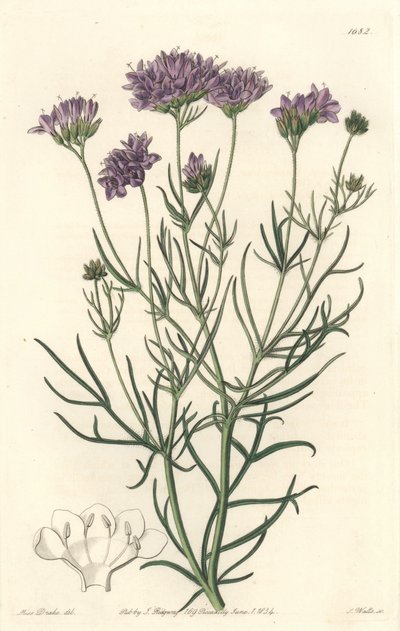 California Gilia - S. Watts Strong Water、Sarah Anne Drake (1803-1857)のイラストより、Botanical Registerより。 作： Sydenham Teast Edwards