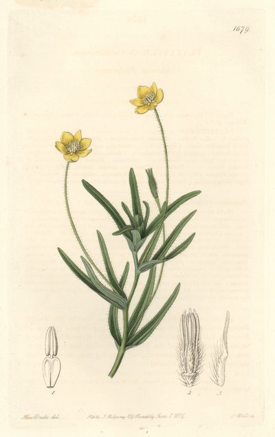 California Platystemon - S. Watts Strong Water、Sarah Anne Drake (1803-1857)のイラストより、Botanical Registerより。 作： Sydenham Teast Edwards