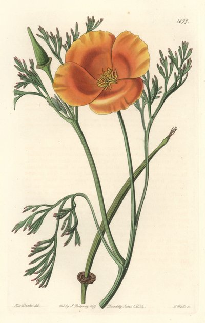 California poppy or American poppy - S. Watts strong water from an illustration by Sarah Anne Drake (1803-1857), from the Botanical Register 作： Sydenham Teast Edwards