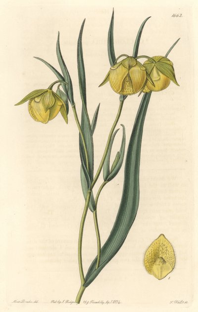 カリフォルニア原産の黄色い花を咲かせるカロコルテ（マリポサ）またはサイクロボートル - S. Watts strong water from an illustration by Sarah Anne Drake (1803-1857), from Botanical Register 作： Sydenham Teast Edwards