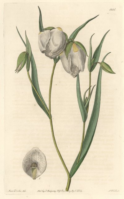 カリフォルニア原産の白い花を咲かせるシクラメン（Calochorte (Mariposa) or white-flowered cyclobothre） - S. Watts strong water from an illustration by Sarah Anne Drake (1803-1857), from Botanical Register 作： Sydenham Teast Edwards