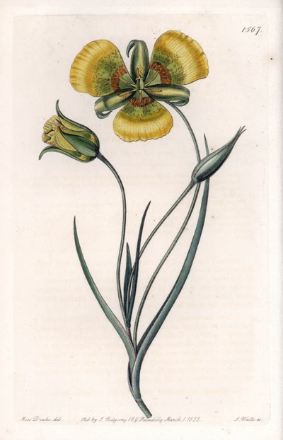 黄色い大輪の花を咲かせるCalochortus - イギリスのSydenham Edwards（1768-1819）のBotanical Registerに掲載されているSarah Anne Drake（1803-1857）のイラストをS.Wattsがエングレービングしたボード。 作： Sydenham Teast Edwards