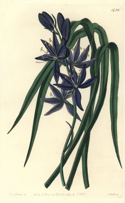 Camassie - Camash, Camassia quamash (Eatable quamash, Camassia esculenta).Sydenham Edwards