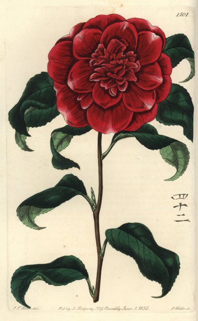 Camelia from Japan - Mr.Reeves
