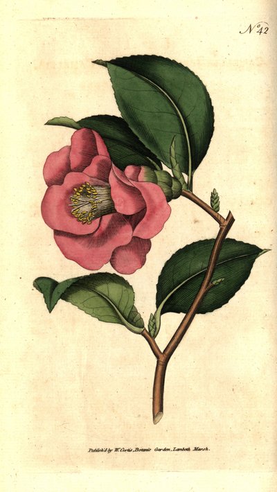 日本のカメリア - 薔薇のツバキ（Camellia japonica）。William Curtis