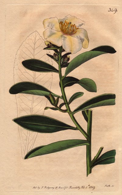 ツバキ（Camellia）ペナン、花に黄味を帯びた白い花を咲かせる。Camellia axillaris（カメリア・アキシラリス）。William Curtis