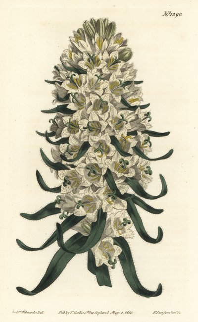 美しい花を咲かせるカンパニュラ - ピレネー・ベルフラワー、カンパニュラ・スペシオサ（Long-spiked bellflower, Campanula thyrsoidea）。William Curtis