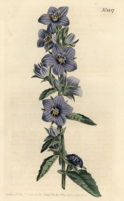 カンパニュール - ラフ・リーブド・ベルフラワー、Campanula peregrina。William Curtis